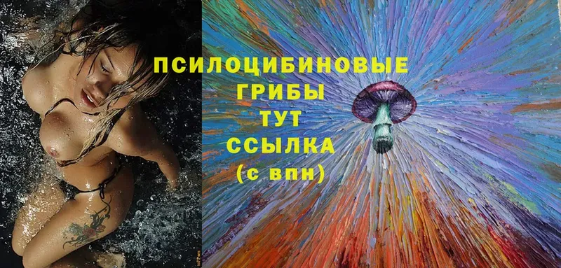 Галлюциногенные грибы Psilocybine cubensis  Лысьва 